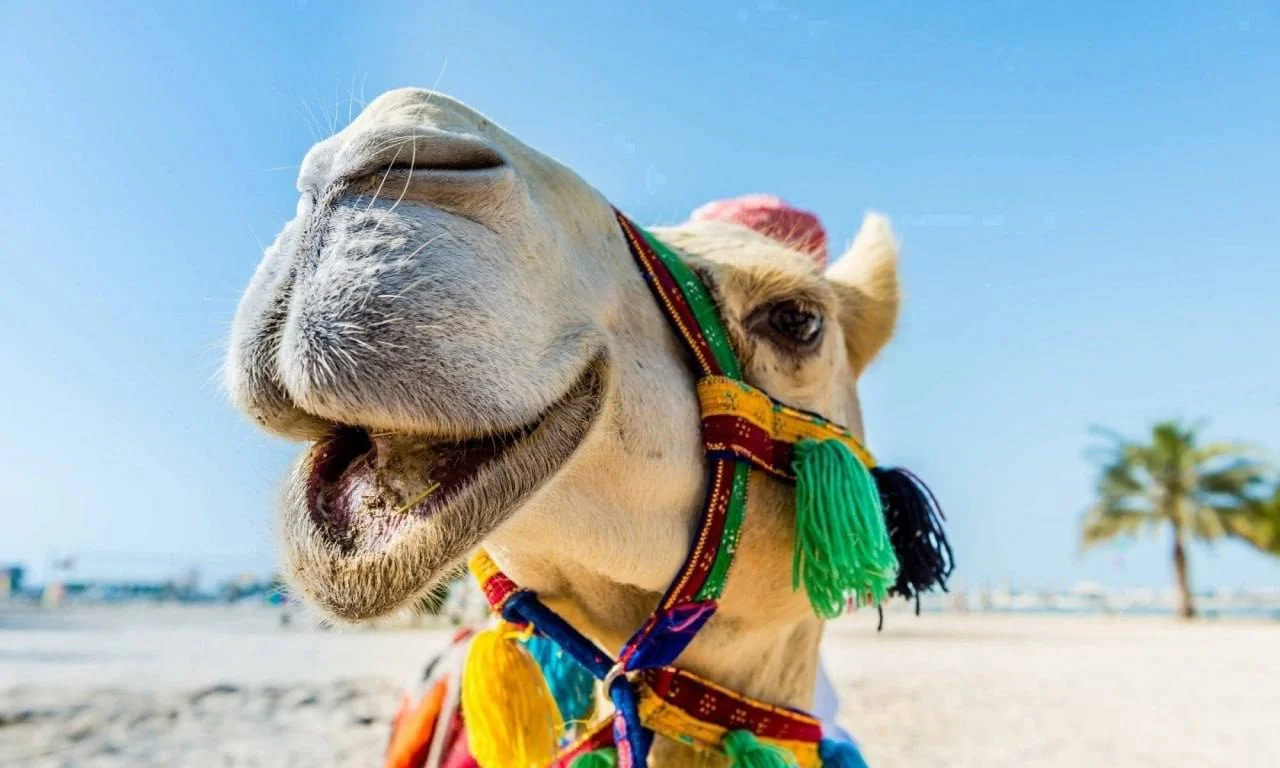 🐪 Египет из Москвы 23.01 на 7 ночей - от 388$ с человека!